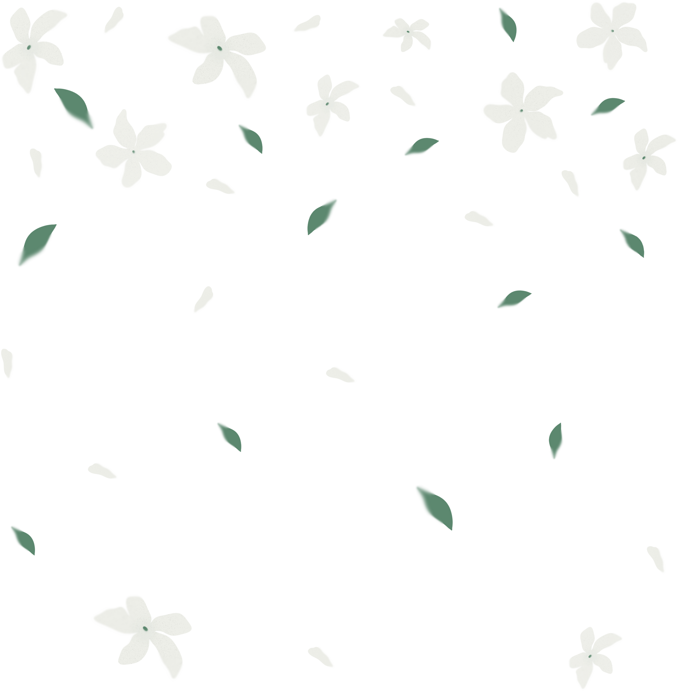 Blurred White Jasmine Flowers 